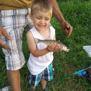 Meet your Posher, Gregory